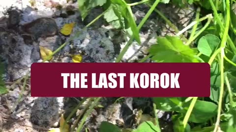 The last Korok #gaming #funny #memes #zelda #totk