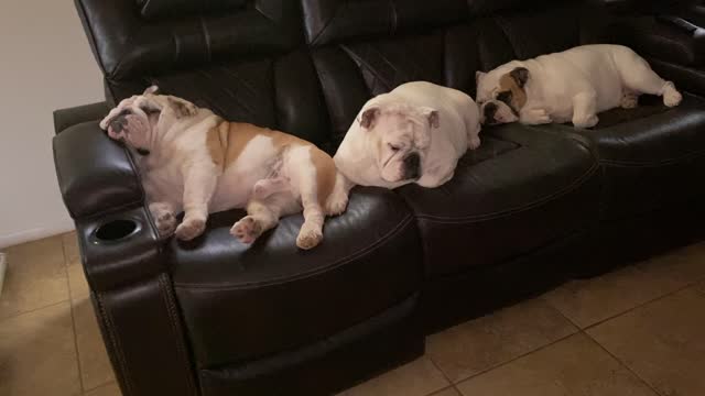 It’s a Bulldog life