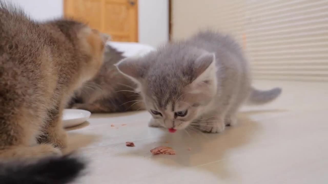 This cute kitten is so excited about his first bonito fish