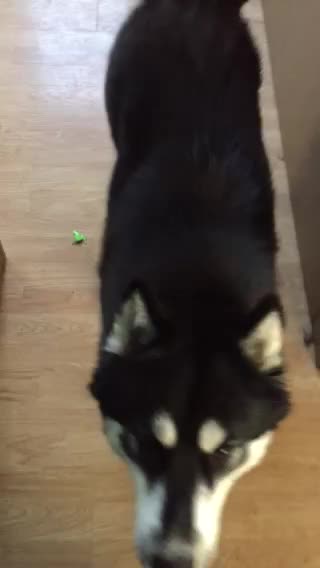 Fluffy Husky Sings
