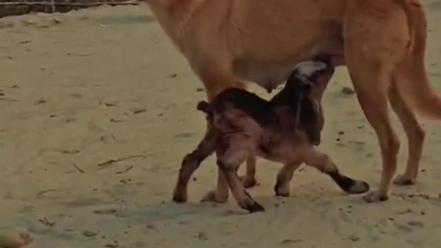 Baby Goat suckling milk from dog