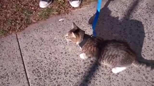 How to train your cat for leash walk