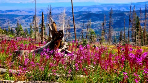 Fireweed