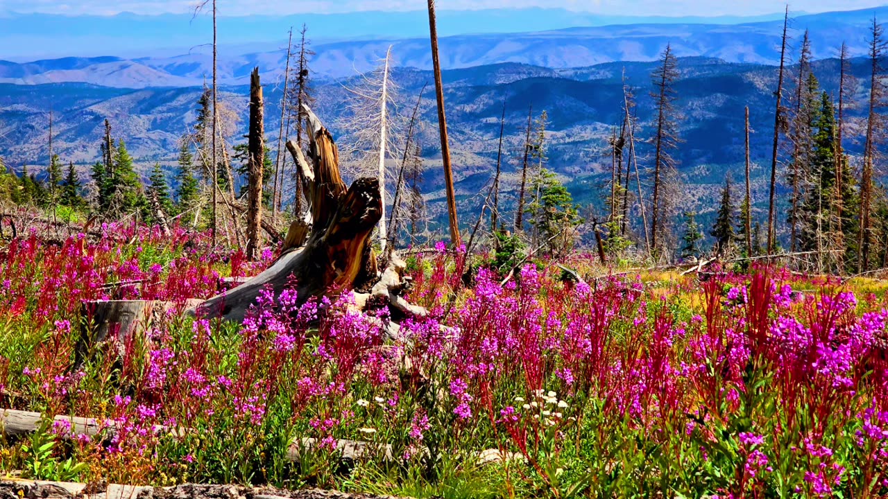 Fireweed