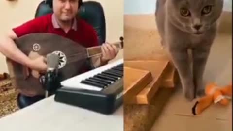 Cat singing