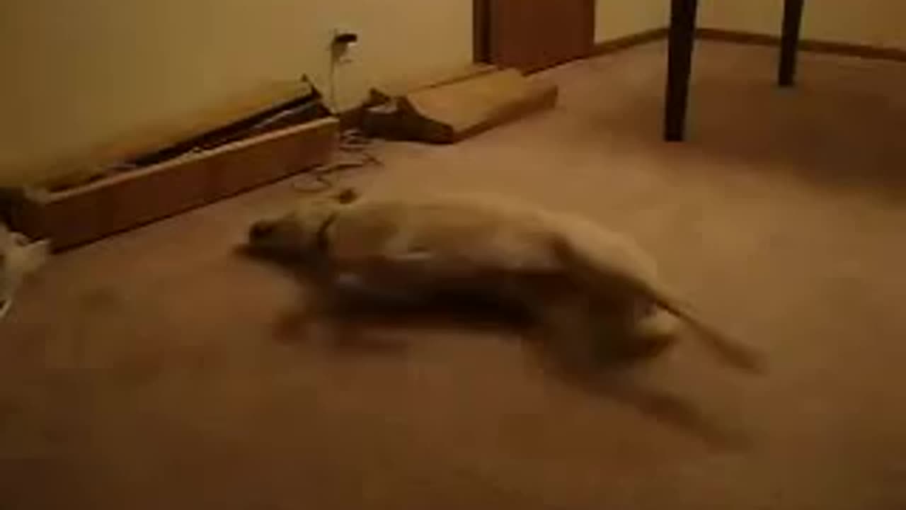 Dog running white sleeping