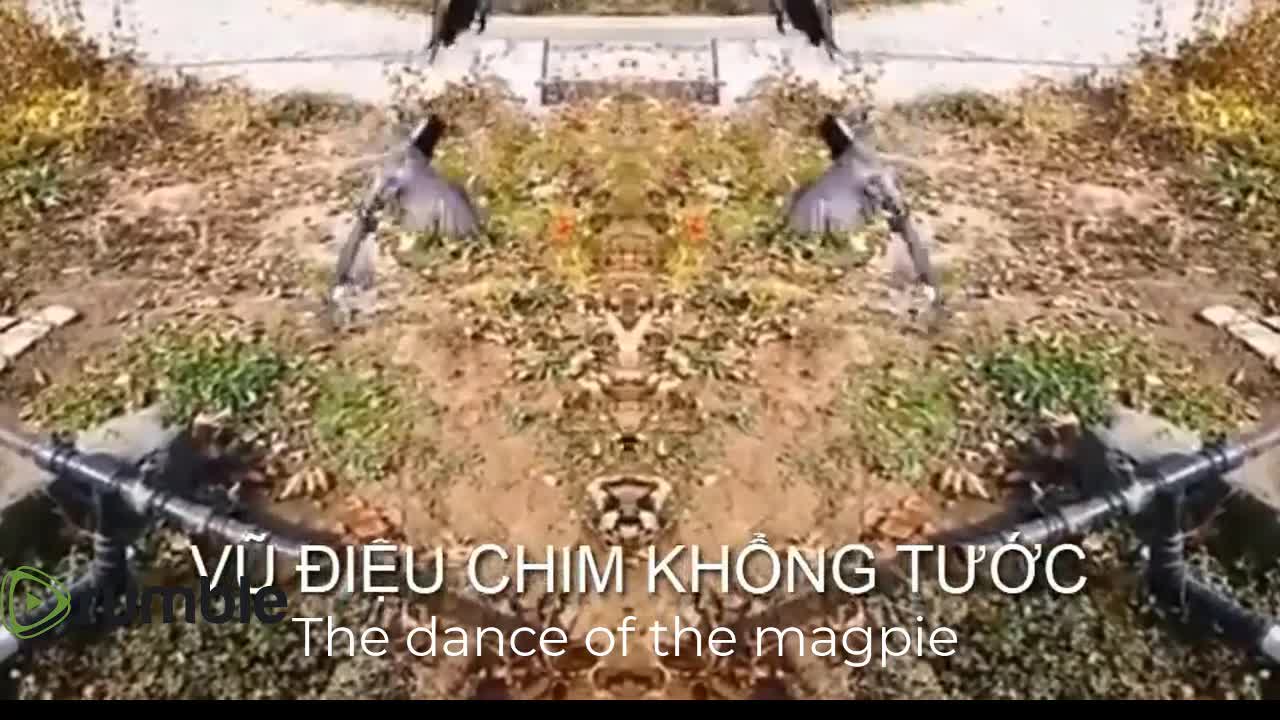 The dance of the magpie