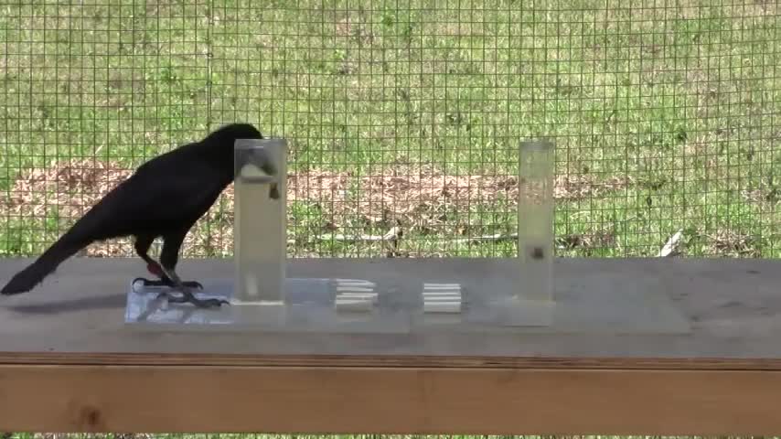 Causal understanding of water displacement by a crow