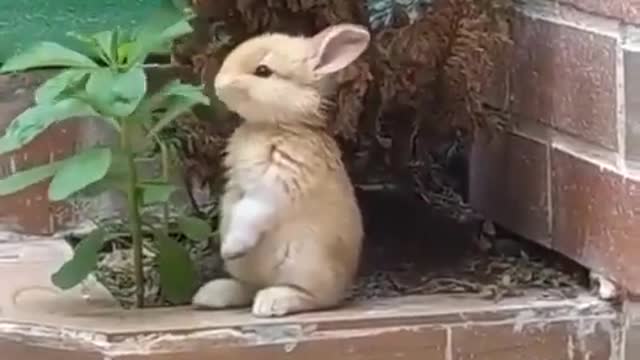 Cute Rabbit Eating Leafs