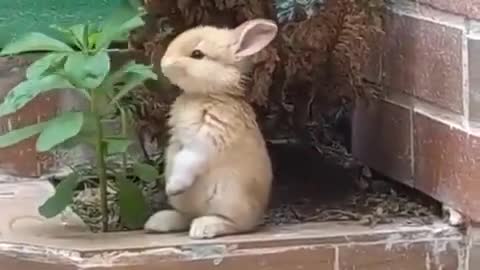 Cute Rabbit Eating Leafs