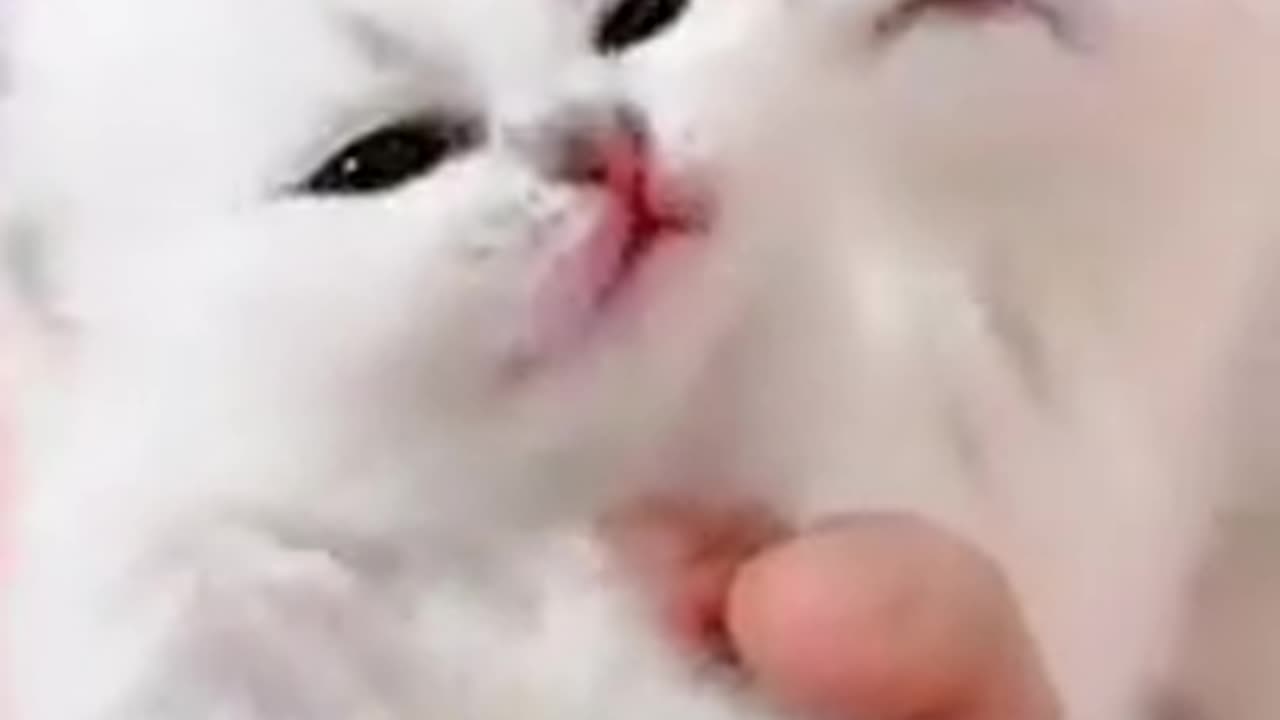 Cats funny video