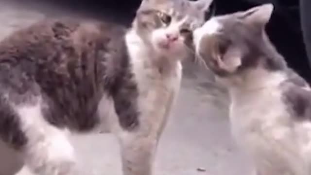 Cats fight , Cat lovers