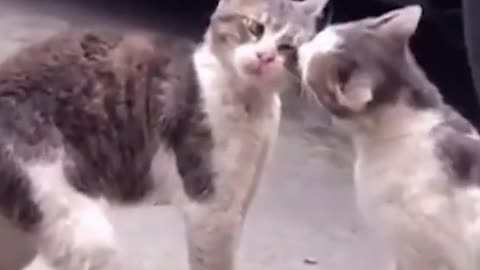 Cats fight , Cat lovers