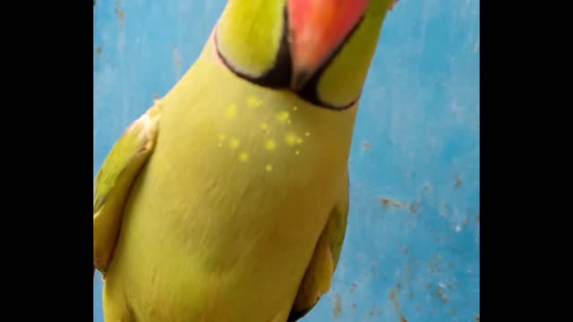 beautiful talking ringneck parrots