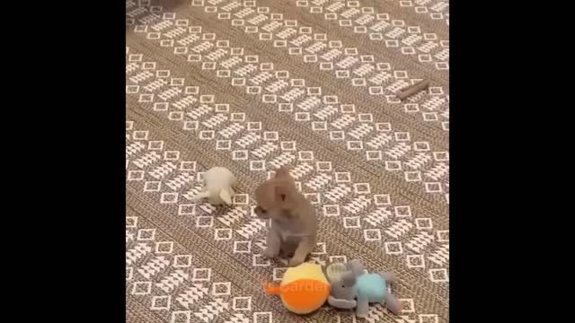 Funny Animal Videos # 1