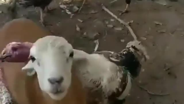 THE GOAT WAS TRYING TO BREAK IT UP😭😂