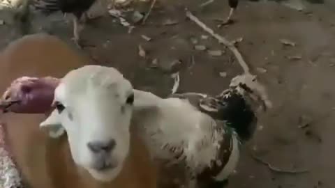THE GOAT WAS TRYING TO BREAK IT UP😭😂