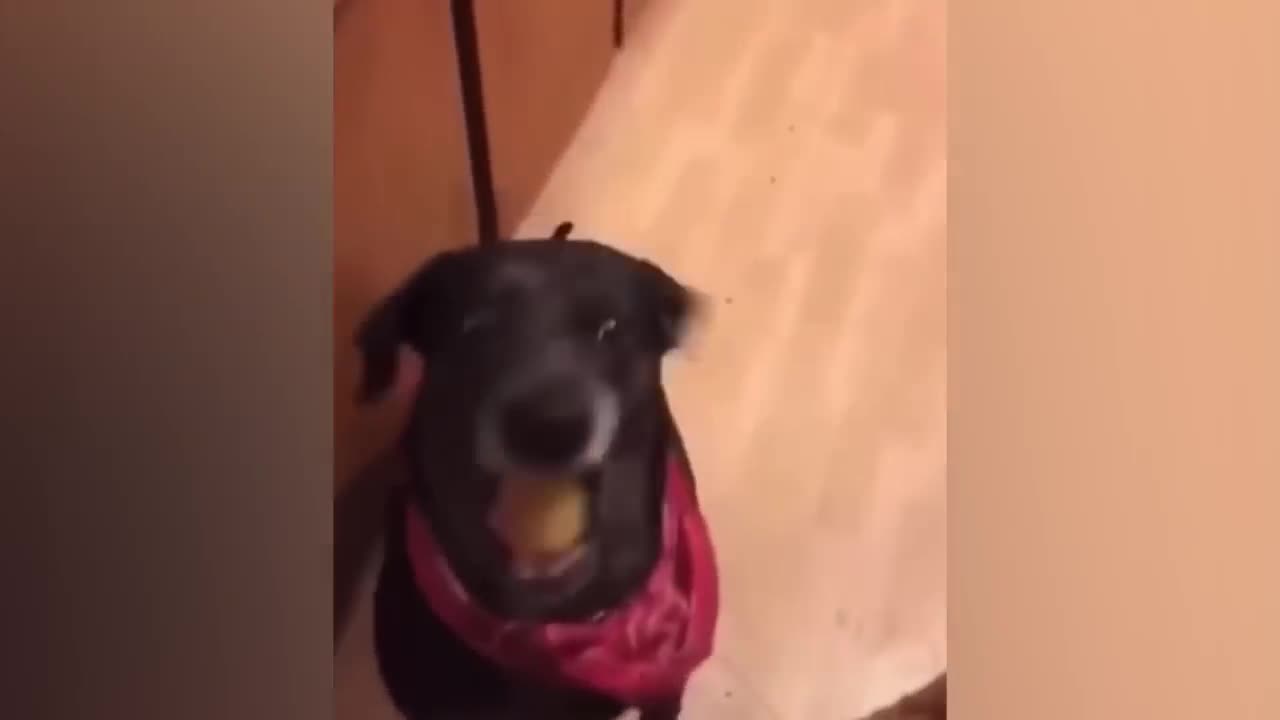 Funny Animal Videos 🐱 Funny Angry Cats