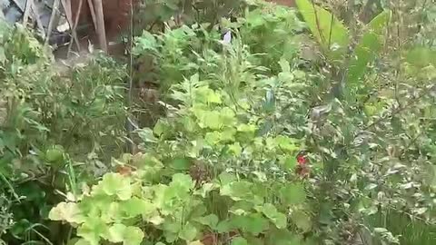 Lots of green potted plants