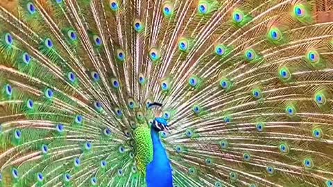 peacock fanning out its tail in a splash of colours