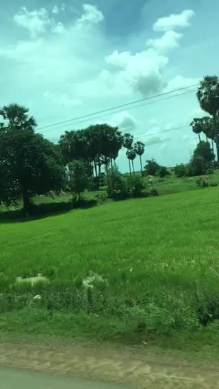 Viewing of palm trees