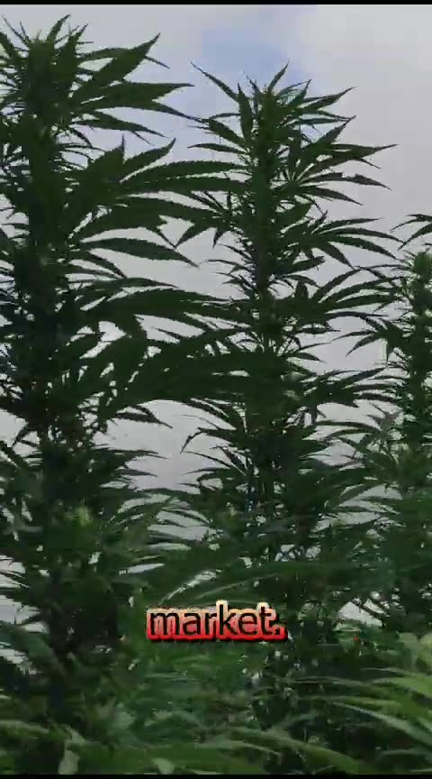 Anheuser-Busch and Molson Coors sell Brands to Tilray