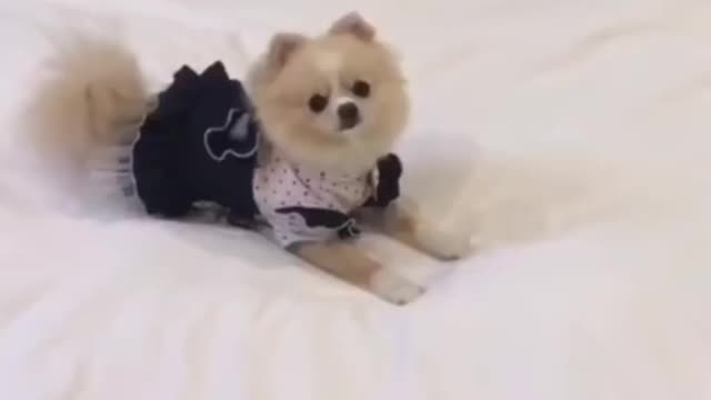 Nice puppy dress