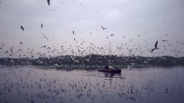 Butiful birds flying