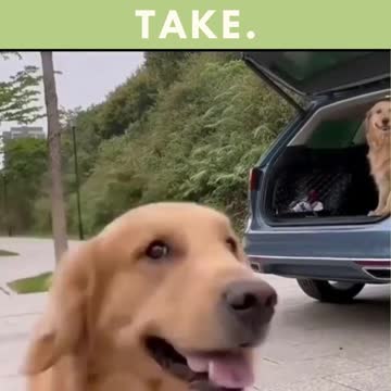 look what this dog did when he saw the camera.