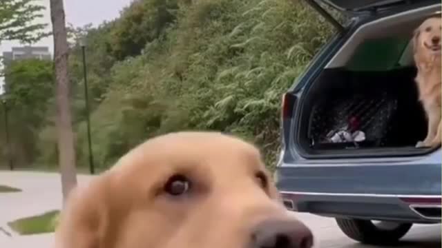 look what this dog did when he saw the camera.