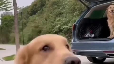 look what this dog did when he saw the camera.