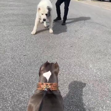 Alabi Dog with beautiful Dog