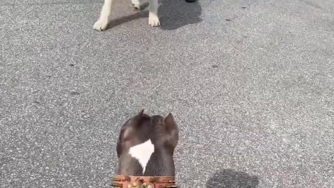 Alabi Dog with beautiful Dog