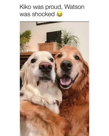 Funny DOG Videos🤣 KIKOS HUG