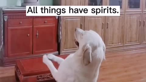 All things have spirits. 🐶🐶🇺🇸💤