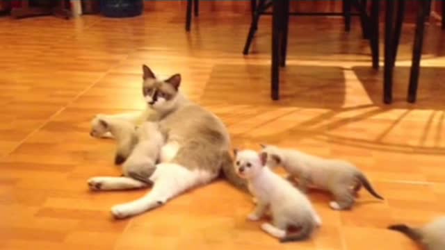 The most most and most funny cat in the world..😘😘😘😘😘😘😘😘😘😘😘😘😘😘