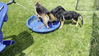 Adorable German Shepherd Puppies splash in the pool