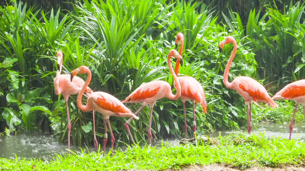 Rare Colorful Pelicans: A Stunning Gathering in Nature