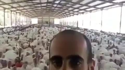 Turkey Eco Spoted😎🤣