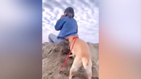 Funniest Animals 2023 😂 New Funny Cats and Dogs Videos 😻🐶