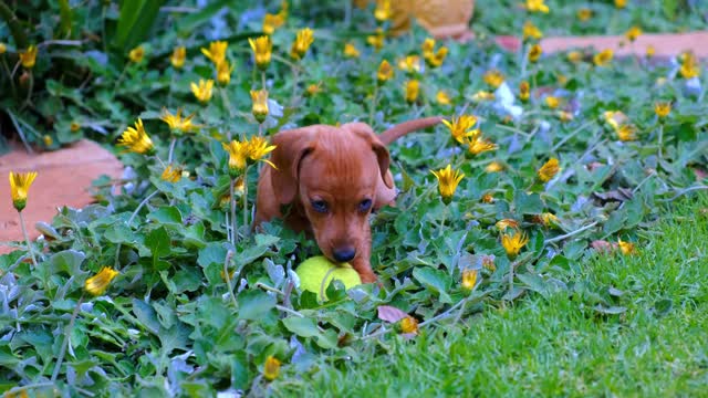 lovely puppy