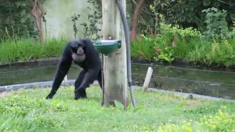 The siamang