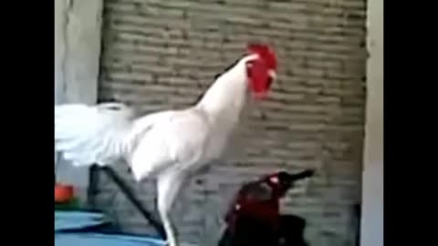 Funny video old funny video new funny animal video