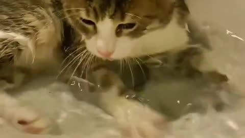 Beautiful cat play in water