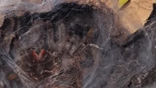 Curly hair tarantula molting