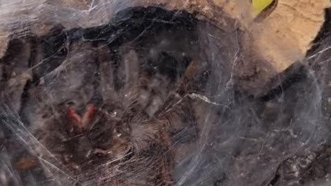 Curly hair tarantula molting