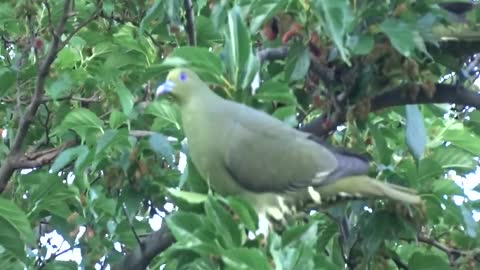 Green pigeon