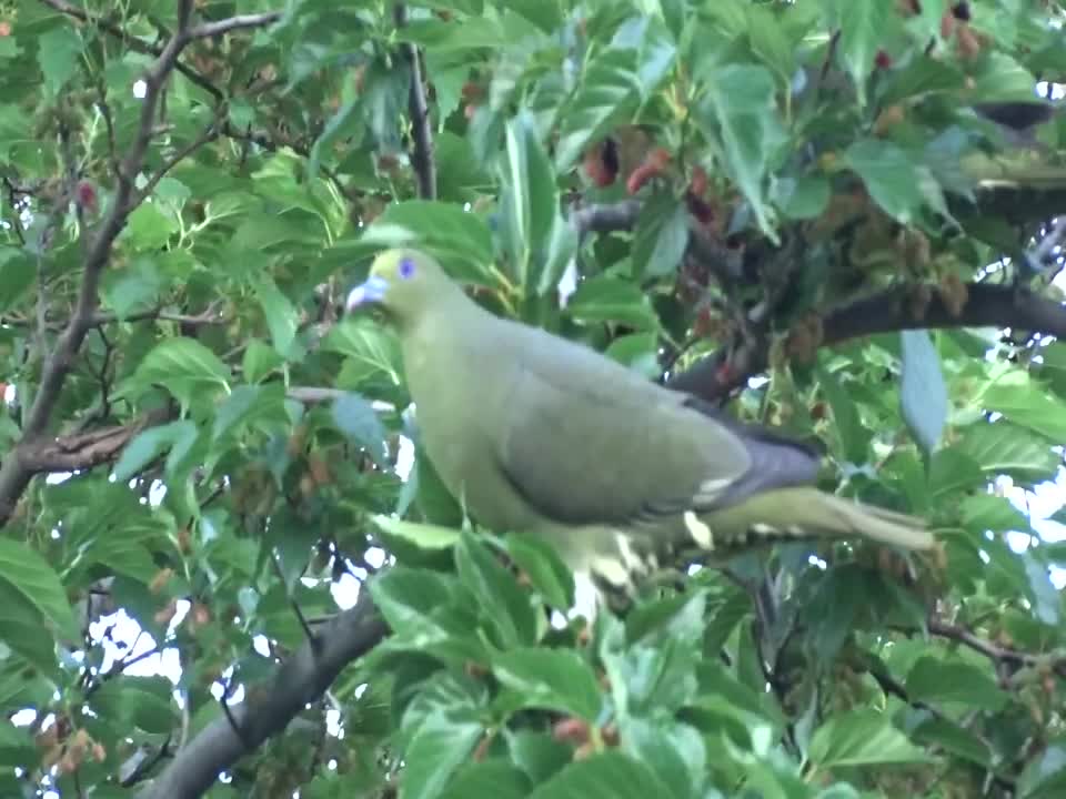 Green pigeon