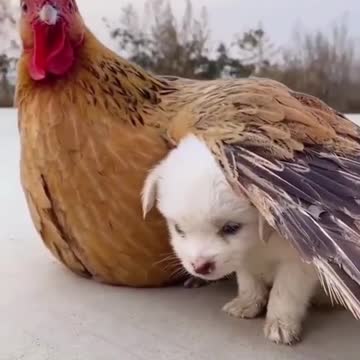 Baby dog playing with hen