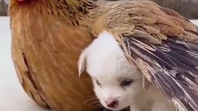 Baby dog playing with hen